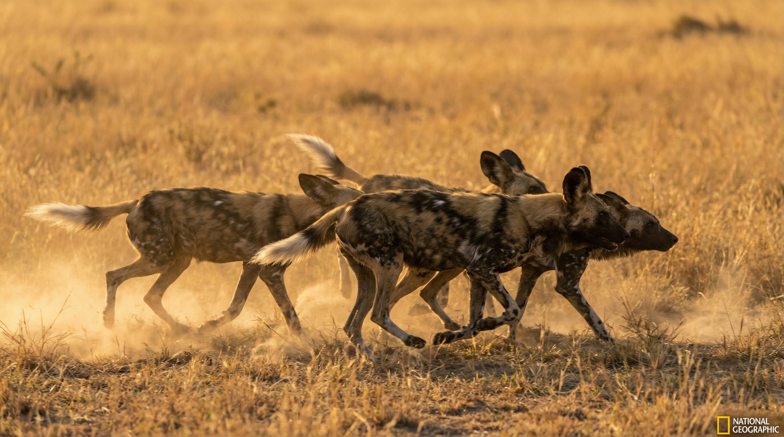 伊甸园野生动物保护视频