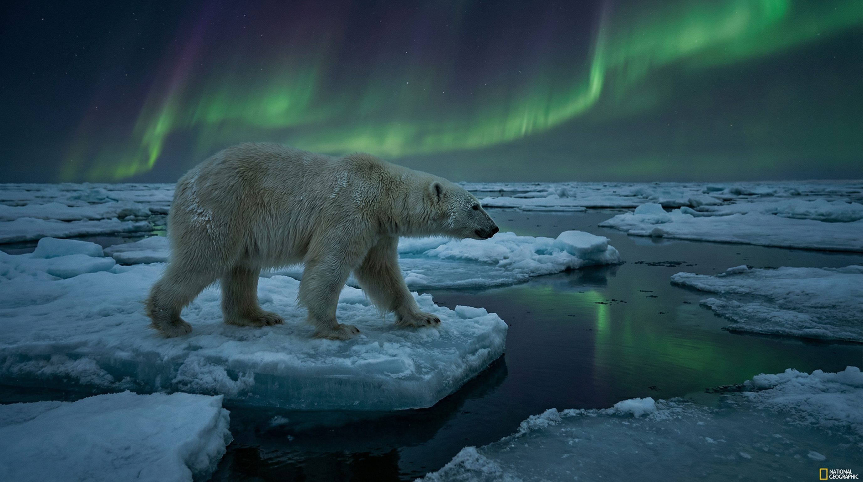 伊甸园视频：北极熊极地探险视频演示